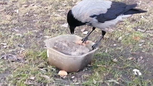 Вороны. Пока сын ест, отец работает \ Hooded crows. While dad works, son eats смотреть онлайн