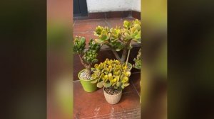 Крассулы сортовые Моя коллекция толстянок