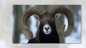 архар 2018 года