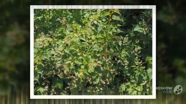 Stephanandra - garden plants смотреть онлайн