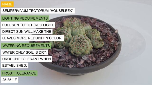 Sempervivum tectorum “Houseleek”