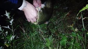 НОЧНАЯ РЫБАЛКА НА ОГРОМНЫХ СОМОВ . ЛОВЛЯ НА МОСКВЕ РЕКЕ . ЖУКОВСКИЙ