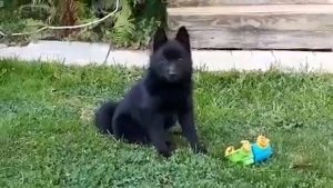 Бельгийская овчарка Шипперке