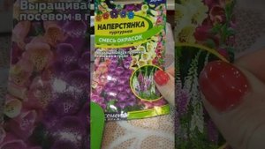 Всходы наперстянки. Наперстянка из семян