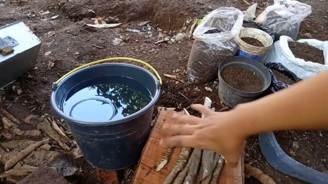 Cara memperbanyak tanaman hias ti / andong / Cordyline fruticosa dengan stek / setek смотреть онлайн