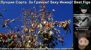 Лучшие сорта инжира, самые урожайные сорта. #bestfigs #владинжирный