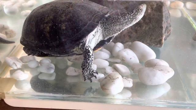 #черепаха#дача #2022 #банныйдень #брусовойдом #elenavolgina 14 сентября смотреть онлайн