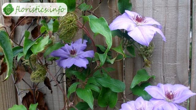 ? Посадка клематиса весной и осенью: когда и как сажать клематисы смотреть онлайн