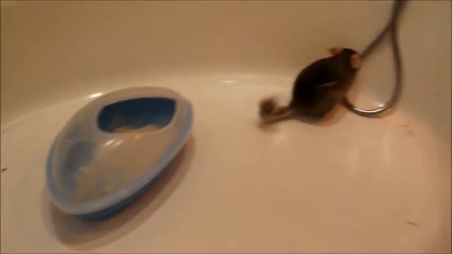 Бешаная шиншилла Лунтик смотреть онлайн