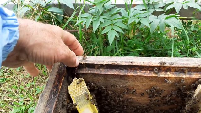 Пробую исправить трутовочные семьи с подсадкой плодных маток. 3 часть. смотреть онлайн