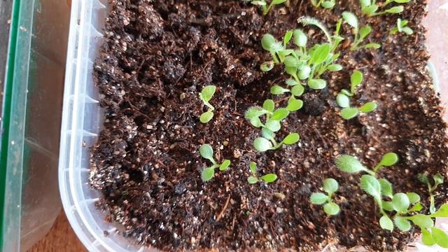 Янтарь в вашем саду. Найдите и посадите. Рудбекия Янтарь. смотреть онлайн