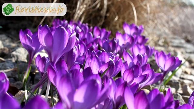 ? Вредители крокусов и болезни и их лечение смотреть онлайн