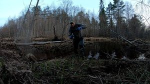 Как работает приманка на бобра? постановка и бобр.