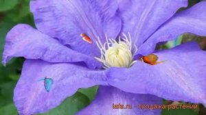 Клематис крупноцветковый Пётр Скарга (clematis) ? обзор: как сажать, рассада клематиса Пётр Скарга