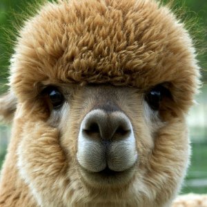 Послушаем мудрое мычание альпаки
