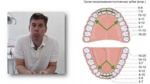 Сроки прорезывания постоянных зубов!