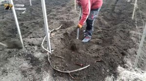 Укрытие винограда на зиму, самый простой и надёжный способ