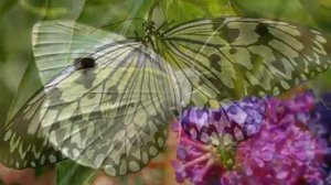 А А  Фет Стихотворение Бабочка