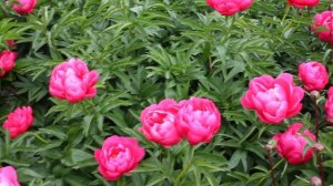 Ellen Cowley | R2 Flowers | Peonies