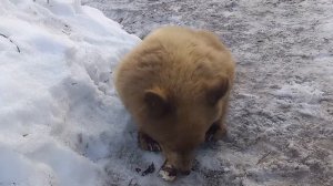 Petunia The Baby Bear Cub Eating Coconut Macaroons