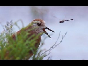 Пигалица белохвостая (Vanellus leucurus) - White-tailed lapwing