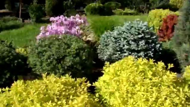 Наш Экспо-Сад. Цветение рододендрона пукханского и стриженные кусты. смотреть онлайн