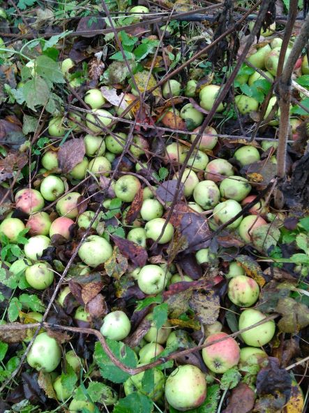 Созрели яблоки в заброшенном саду. Осенняя прогулка по заброшенному саду. смотреть онлайн