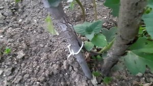 Инжир Далматский зеленый первая бреба