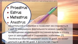 Как определить готовность суки к вязке