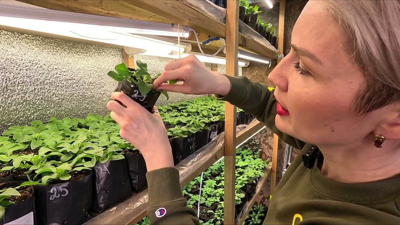 КАК ПРАВИЛЬНО ПРИЩИПЫВАТЬ ПЕТУНИЮ