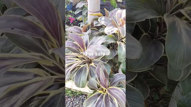 Cordyline chocolate queen plant | dracaena chocolate