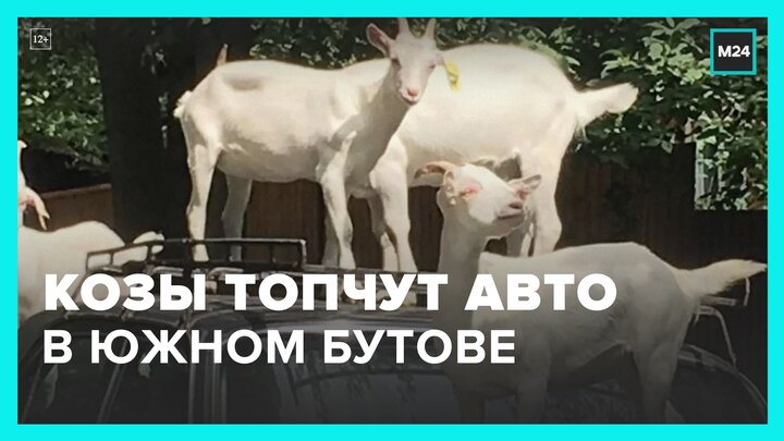 Козлы в бутово