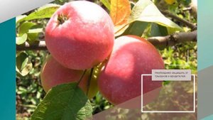 Яблоня Десертное Исаева - обзор сорта яблони