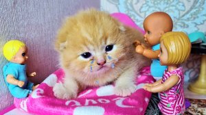 Котенка подкинули катя и макс веселая семейка смешной сериал живые куклы Даринелка