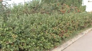 Живая изгородь  Черноплодная рябина