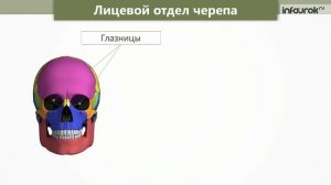 Части скелета  Череп  Грудная клетка | Окружающий мир 4 класс #10 | Инфоурок