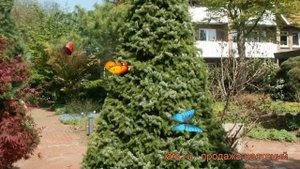 Ель сербская (picea omorica) ? сербская ель обзор: как сажать, саженцы ели