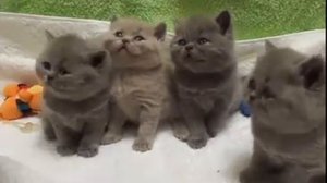 British kittens (and a tail of the British cat)! Британские котята (и хвост британской кошки)!