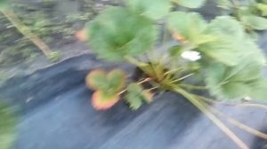 Размножение садовой земляники(клубники)усами от маточного куста
