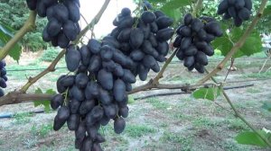 Обзор четырех ранних форм винограда - Черный кристалл, Красава, Рембо, Днепровский сувенир.