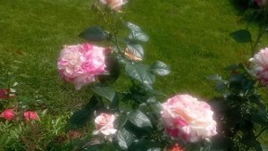 Роза Папагено