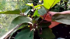 Формирование кустов баклажанов