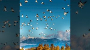 Поль Мориа (жаворонок )(другой мир)