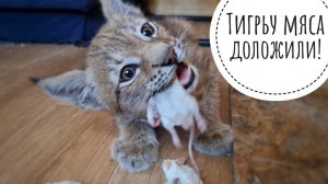 Маленький котёнок рыси обедает мышеньками. Там мышей жуют, не включайте, если вам тяжело это видеть