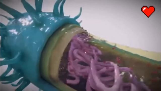 Строение бактерии в 3d. Видео с канала 