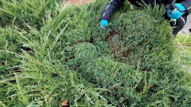 Обрезка можжевельника казацкого в форме восточного дракона. 1 ч. Dragon of juniper. смотреть онлайн