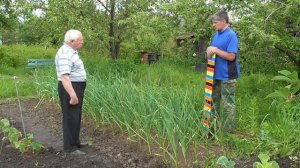 Выращивание чеснока озимого, хвойным опадом мульчированного осенью