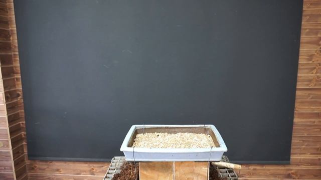 trasplantes 2021 parte 10 // ulmus minor смотреть онлайн