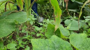 Harvest Pumpkins and Vegetables Gardening Goes to the Market to Sell, Building Living Off Grid