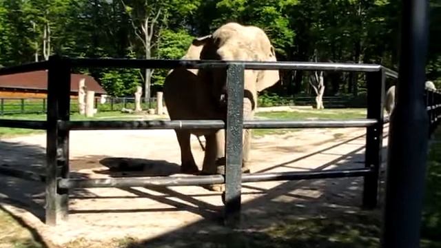 Слон из Краковского зоопарка смотреть онлайн